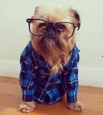 搞笑动物带你吃瓜,笑料横生！搞笑动物带你开启欢乐吃瓜之旅