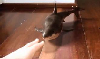 吃瓜的小鲨鱼,揭秘海洋中的趣味食客