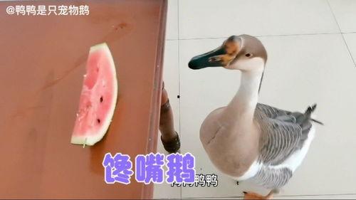 鹅吃瓜么,揭秘鹅的饮食习惯与瓜类的关系