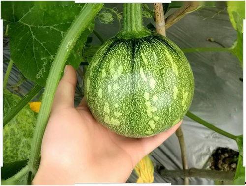 小师妹的日常吃瓜,娱乐圈幕后那些事儿