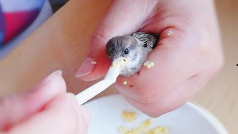 小麻雀只吃瓜,瓜果飘香中的自然食趣