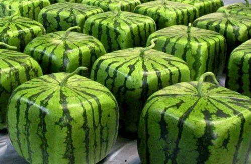 中国人吃瓜包饭,探寻中国独特的“吃瓜包饭”文化