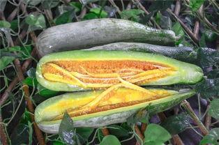 小软吃瓜,揭秘娱乐圈那些不为人知的幕后故事