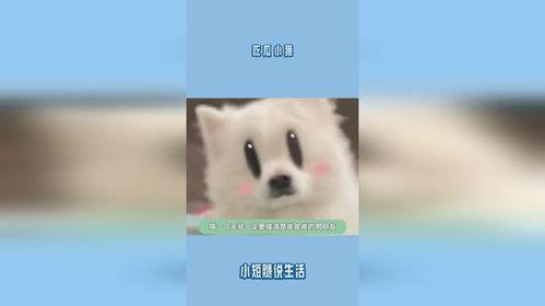 围观吃瓜小猫,小猫吃瓜大揭秘