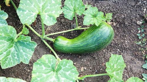 产妇怎么吃瓠瓜,营养美味两不误