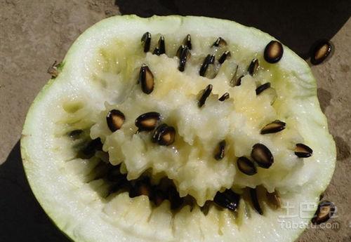 吃兰州籽瓜上火吗,美味解渴,上火风险几何?