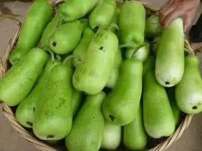 葫芦瓜小朋友吃,葫芦瓜小朋友的美食探险之旅