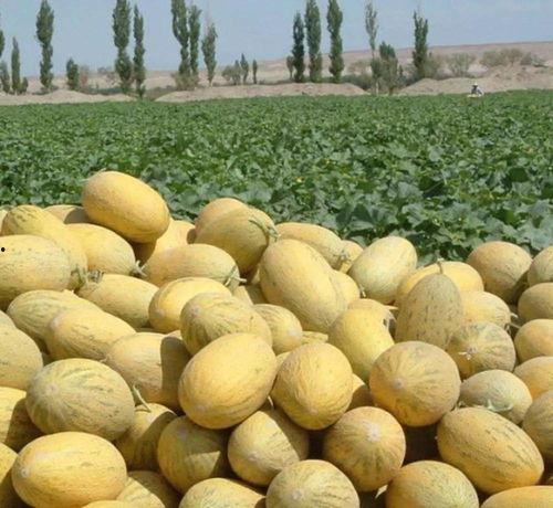 吃货小浪吃哈密瓜,吃货小浪的哈密瓜美食之旅