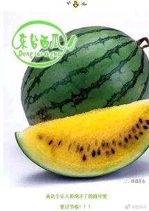 曹县安仁集吃瓜,瓜香四溢的夏日美食之旅