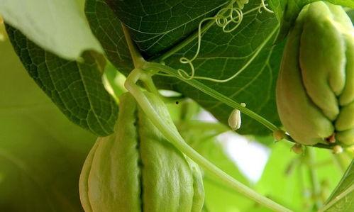 无害吃瓜,轻松享受夏日清凉的秘诀