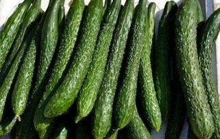 减肥期间吃紫瓜,天然低卡美食，轻松享瘦秘诀