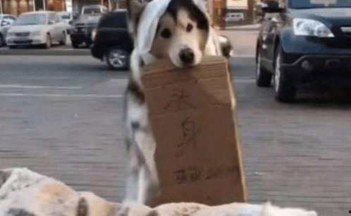 土狗吃瓜群众,土狗视角下的吃瓜群众众生相