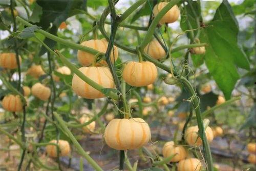 五月吃瓜月,揭秘“吃瓜月”的趣味与奥秘